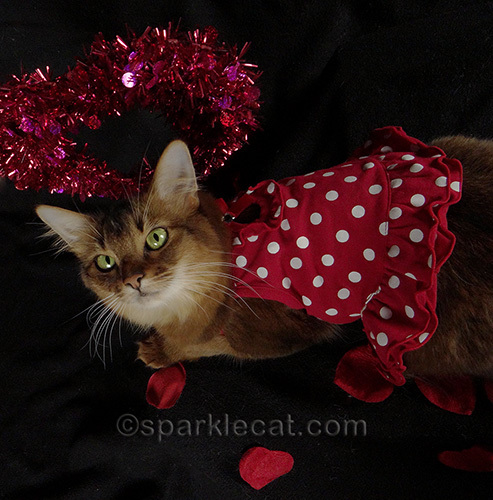 Somali cat in red polka dot dress
