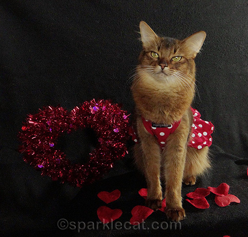 Somali cat posing in a dress for Valentine's Day