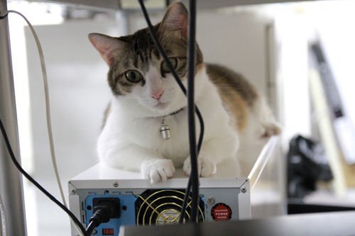 office-cats