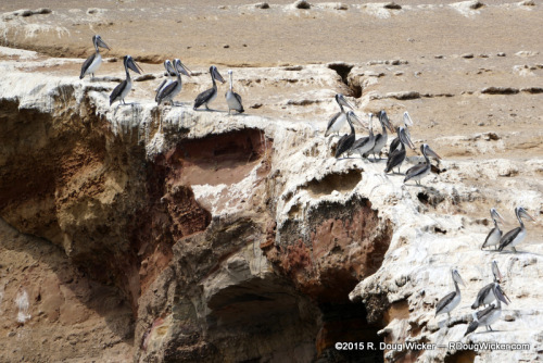 Pelican Place