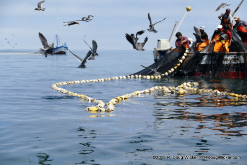 Stealing Fish