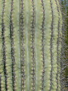 Saguaro cactus, @2010 ANVidean