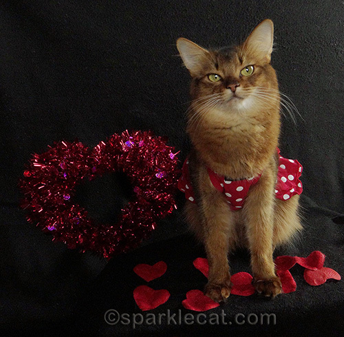 somali cat posing on a Valentines day set