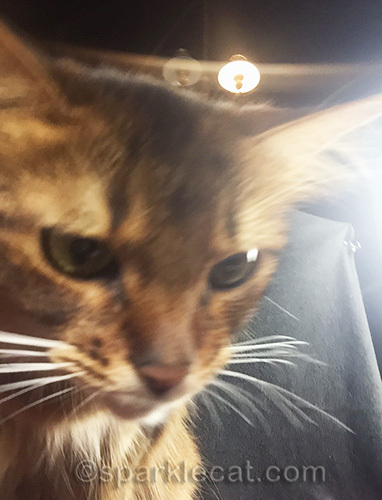 closeup of a somali cat 