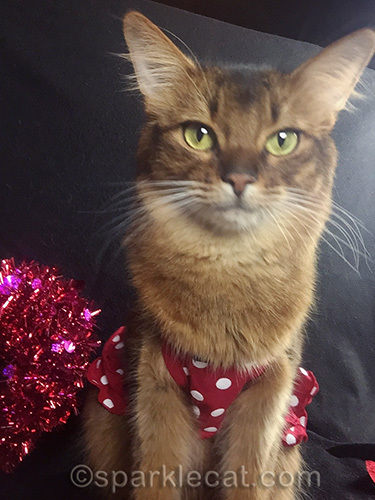 somali cat selfie in a red polka dotted dress