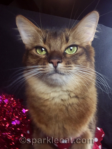 somali cat selfie portrait