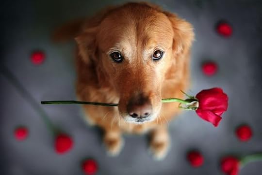 submissiveinclination: A beautiful rose for our beautiful asubssoul2013 in celebration of her amazing milestone! 12,000 followers all know just how amazing you are!!! I love you like whoa! I love this like I love you….: 