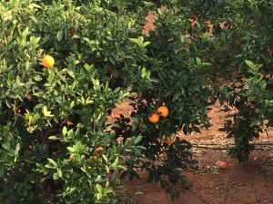 Oranges