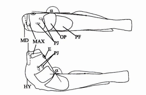uranoscopus