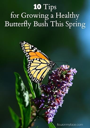 10 Tips to Growing a Healthy Butterfly Bush this Spring via flouronmyface.com