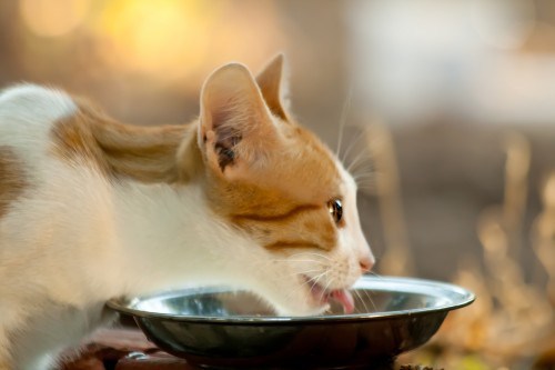 fedd-cat-kidney-disease