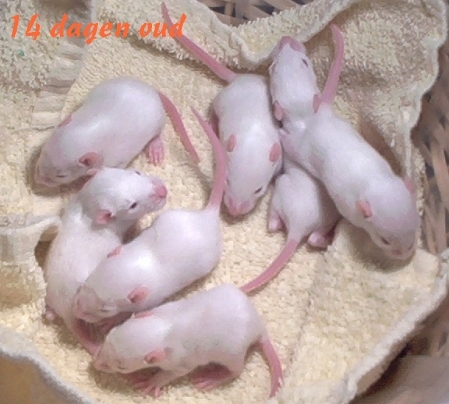 File:Rat 14dagen.jpg