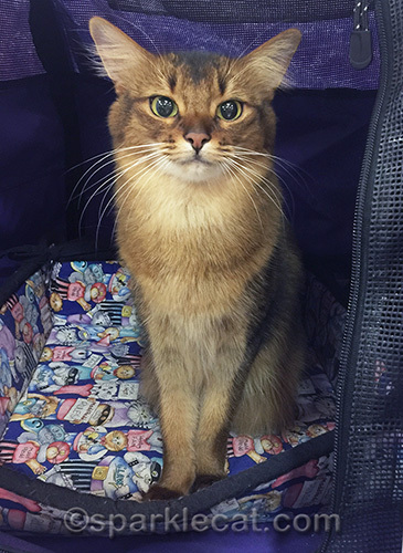 somali cat at cat show in Palm Springs