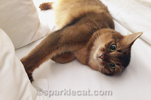 somali cat in hotel bed in Palm Springs