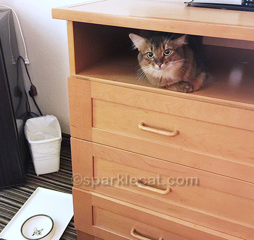 Somali cat on hotel dresser in Palm Springs