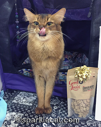 Somali cat licks her lips for freeze dried chicken heart treats