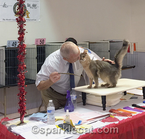 blue somali grand champion cat head butts a cat show judge