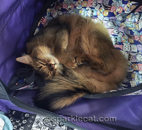 Somali cat napping in cat show enclosure