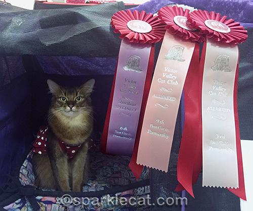 somali cat in a polka dot dress with cat show ribbons