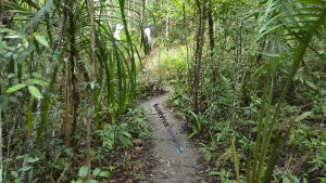 Tarsier Sanctuary Review, Corella - Jungle - Survive Travel