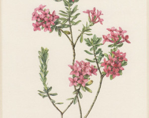 il_340x270_872414519_s901