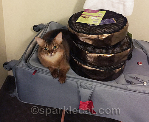 Neko Pawdz tunnels in packaging with somali cat
