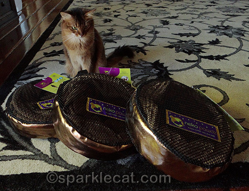 Neko Pawdz tunnels in packages, with Somali cat looking at them