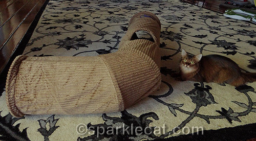 somali cat with Neko Pawdz J tunnel