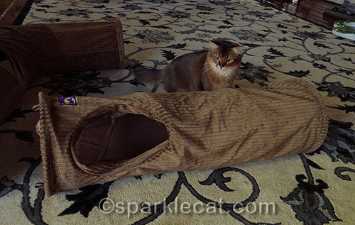 Neko Pawdz I tunnel with somali cat