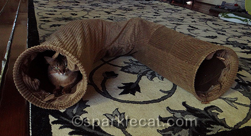 somali cat with Neko Pawdz U Tunnel