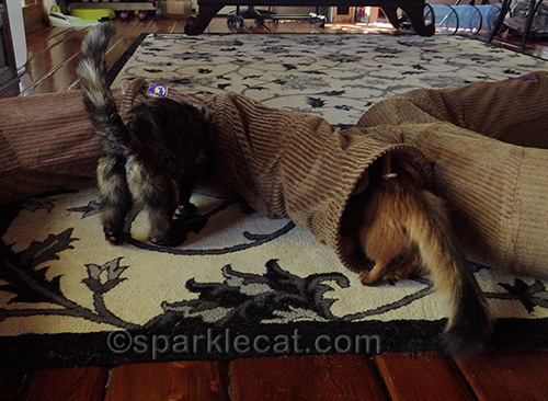 tortoiseshell cat and somali cat with Neko Pawdz tunnels