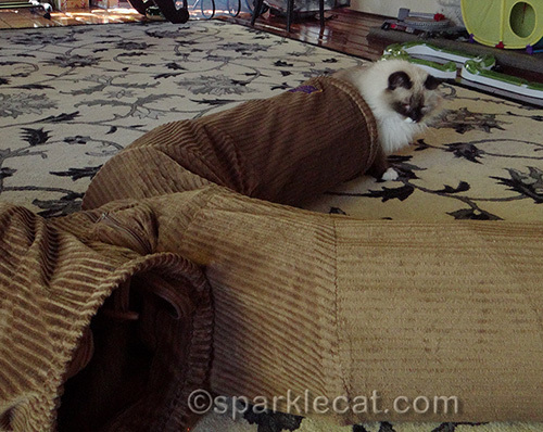 Ragdoll cat playing with Neko Pawdz tunnels