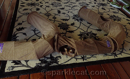 somali cat playing with Neko Pawdz tunnels