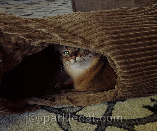 somali cat peeking out of Neko Pawdz tunnel hole