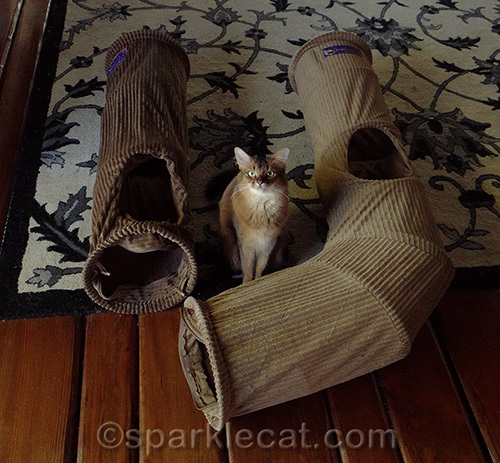 somali cat with Neko Pawdz I and J tunnels