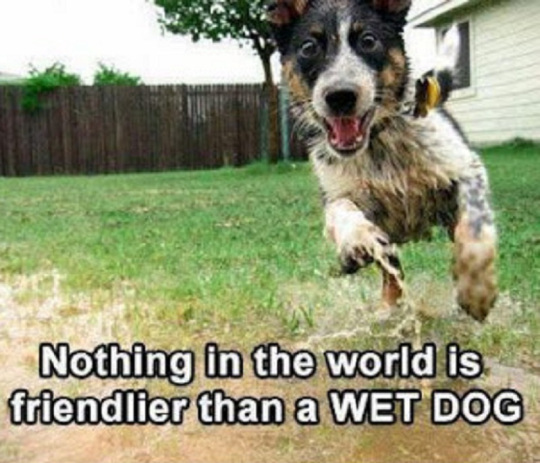 wet-dog1
