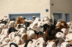 lamb-buoyancy-814278_640