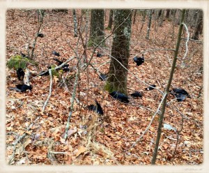 21 Crows (Framed)