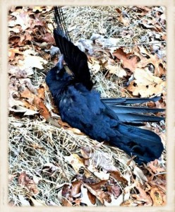 Single Crow (Framed)