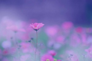 1009933_1002500103125606_7668666909178481879_n