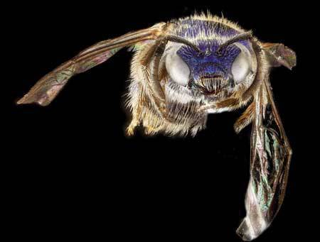 Pest control agent on the wing? (Photo: Sam Droege/USDA)