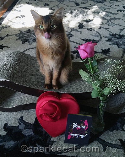 somali cat tongue with rose, card and box of chocolates