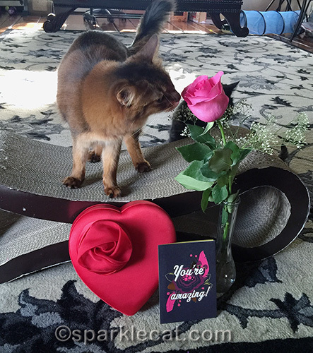 somali cat sniffing valentine's day rose