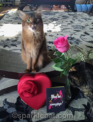 Somali cat complaining about tortoiseshell cat sniffing valentine's day rose