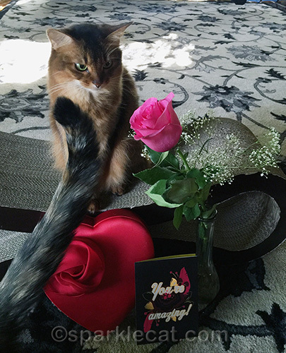 tortoiseshell cat tail in a valentine's day shot with somali cat