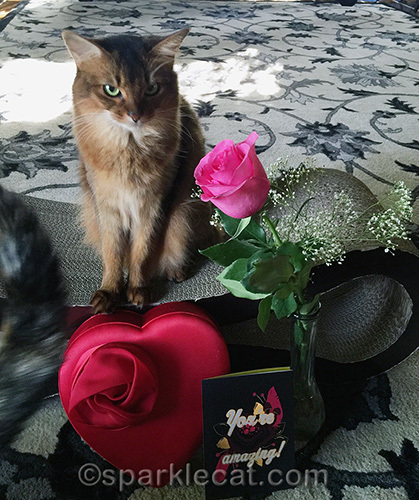 Somali cat not happy that tortoiseshell cat is ruining her valentine's day photo session