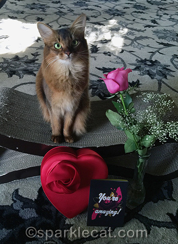 somali cat posing with red candy box, valentine's day card and pink rose