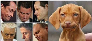 How to recognize dog face