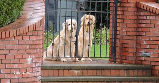These Golden Retrievers look like they’re ready for a walk too.