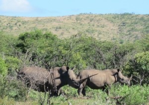 That's one well-horned rhino